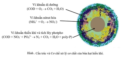 Vi sinh xử lý nước thải – Giải pháp xanh giúp hệ thống vận hành ổn định và tiết kiệm chi phí