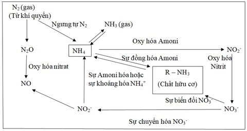 Giải pháp thu hồi chất dinh dương từ rác thải sinh hoạt phục vụ nông nghiệp