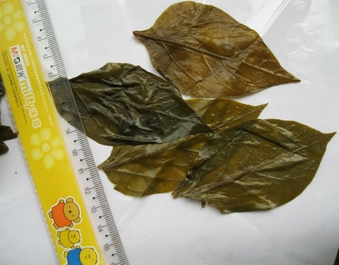 Salted chili leaves