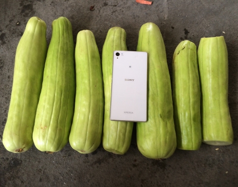 Salted white melons - Sirouri