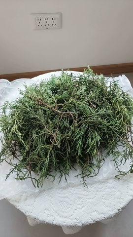 Cành Bách Tươi – Hương Cúng Sang, Hỏa Cúng