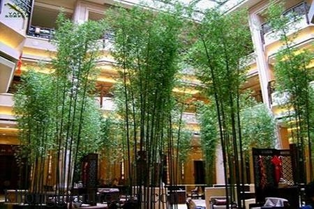 Mẫu bụi tre cảnh 10