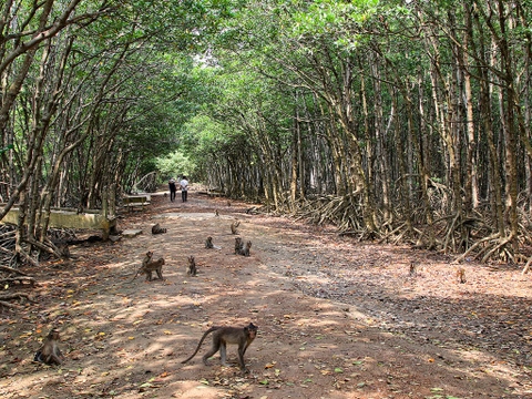 CẦN GIỜ