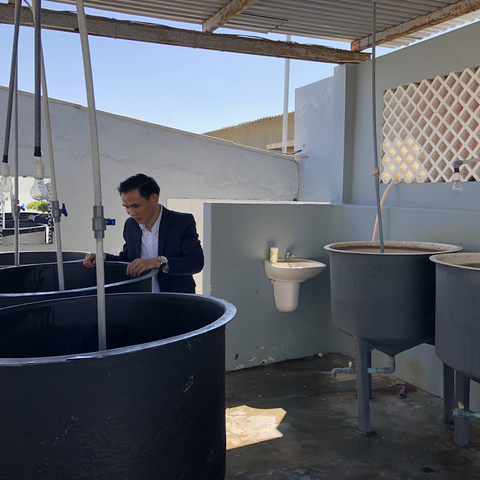 TẠI SAO CHÚNG TA NÊN SỬ DỤNG BỂ HÌNH CHÓP (NÓN) ẤP ARTEMIA