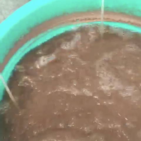 Tại sao chúng ta không thể coi thường việc vệ sinh bể và dụng cụ sạch sẽ trước khi ấp Artemia?