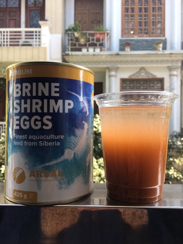 CÁC YẾU TỐ VÀ THIẾT BỊ ẤP ẢNH HƯỞNG ĐẾN TỶ LỆ NỞ CỦA TRỨNG ARTEMIA