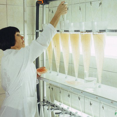 Artemia nguồn thức ăn tuyệt vời dành cho Tôm giống