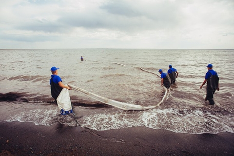 MICH.,JSC - Quy trình sản xuất, thu hoạch, thử nghiệm và đóng gói Artemia cysts - Nhãn hiệu ARSAL.