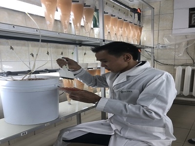 artemia, nhập khẩu artemia, ấp artemia