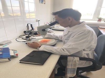 artemia, nhập khẩu artemia, ấp artemia