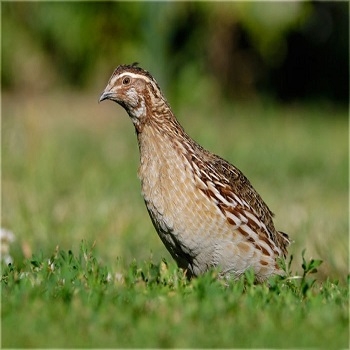 Thức ăn cho chim cút