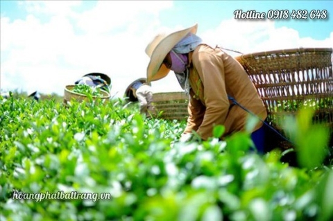 Những loại trà nổi tiếng của các quốc gia trên thế giới