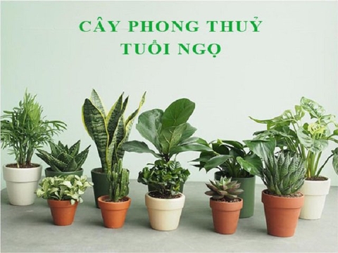 Cây cảnh hợp mệnh với người tuổi Ngọ mang lại tài lộc may mắn