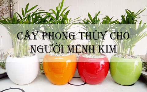 Cây phong thủy cho người mệnh Kim mang lại may mắn tại lộc