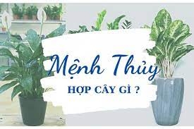 Cây phong thủy cho người mệnh Thủy giúp mang lại vượng khí và cát tường