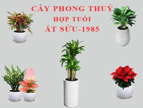 Cây Cảnh Phong Thủy Hợp Tuổi Sửu Mang Lại Tài Lộc May Mắn ?