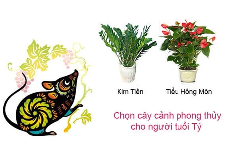 Cây Phong Thủy Hợp Tuổi Tý Mang Lại Tài Lộc Bình An Là Gì ?