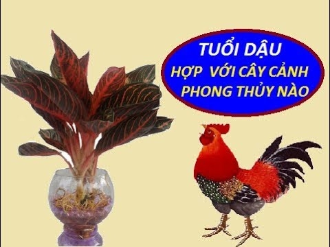 Cây Phong Thủy Hợp Tuổi Dậu Mang Lại May Mắn Tài Lộc