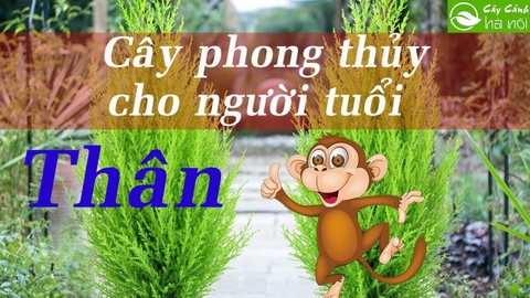 Cây phong thủy hợptuổi Thân nhất mang lại may mắn tài lộc