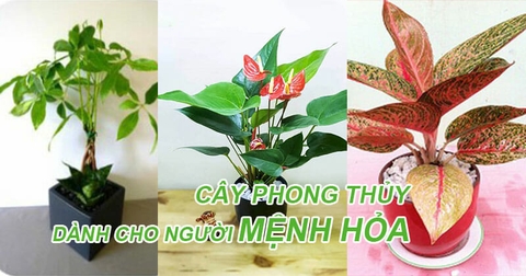 Cây phong thủy cho người mệnh Hỏa thêm giàu sang và phú quý