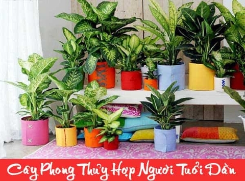 Top cây phong thủy theo tuổi - Tiết lộ bí kíp hút tài lộc dành cho 12 con giáp