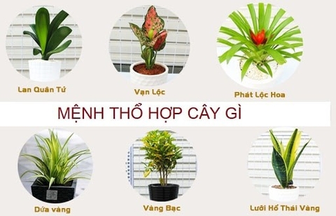 Những loại cây phong thủy mang lại nhiều may mắn và tiền lộc cho người mệnh Thổ