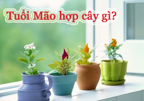 Cây Phong Thủy Hợp Tuổi Mão Mang Lại Tài Lộc May Mắn Là Cây Nào ?