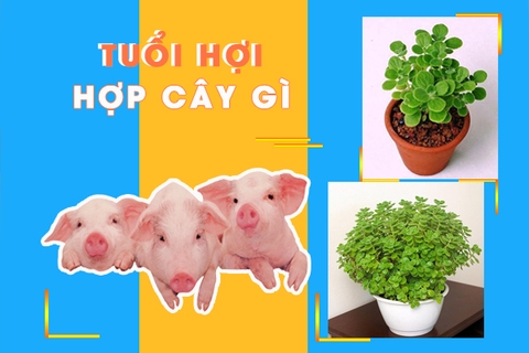 Cây phong thủy đem lại nhiều may mắn cho tuổi Hợi