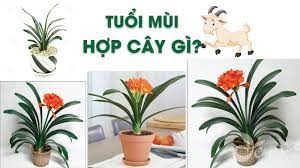 Tuổi Mùi hợp cây gì? Những loại cây cảnh đem may mắn đến với tuổi Mùi