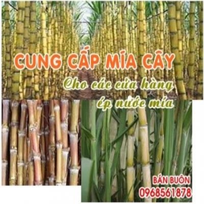 Cung cấp Mía cây