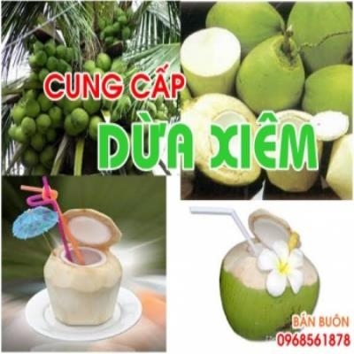 Cung cấp Dừa Xiêm