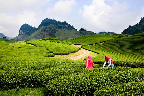 Tour Hà Nội - Mộc Châu (02 Ngày/ 01 Đêm)