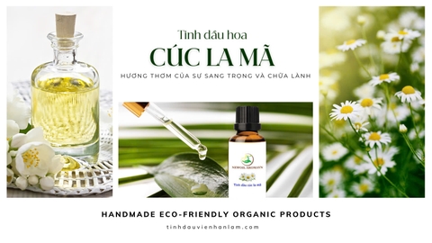 TINH DẦU HOA CÚC LA MÃ | HƯƠNG THƠM CỦA SỰ SANG TRỌNG VÀ CHỮA LÀNH