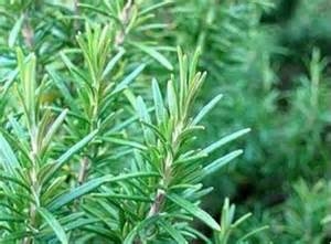 Tinh Dầu Hương Thảo nguyên chất Newoil Aromavn - Rosemary essential oil