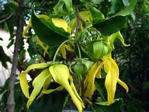 Tinh Dầu Ngọc Lan Tây (Ylang Ylang)