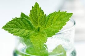 Tinh dầu bạc hà Việt Nam nguyên chất Newoil Aromavn - VN Peppermint Essential Oil