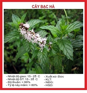 Hạt giống cây bạc hà