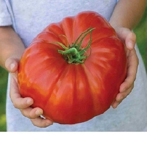 Hạt giống cà chua khổng lồ