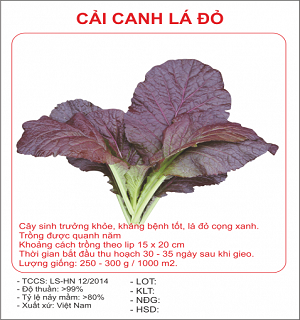 cải canh lá đỏ