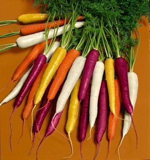 hạt giống cà rốt nhiều màu