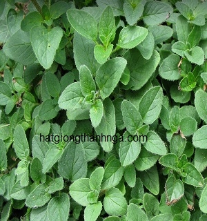 Hạt giống cỏ thơm Oregano