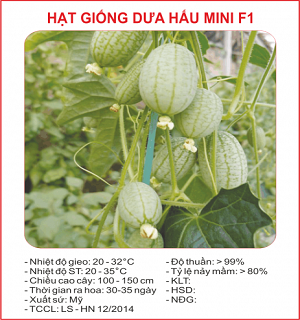 Hạt giống dưa hấu mini