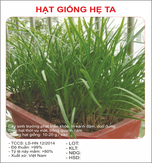 Hạt giống lá hẹ