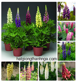 Hạt giống Hoa đậu Lupin