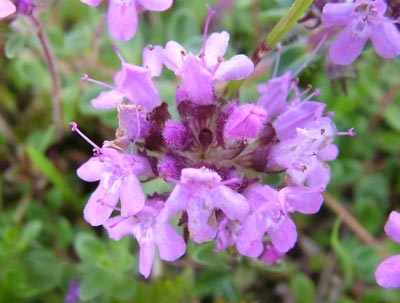 Hạt giống hoa Xạ hương ( Thyme )