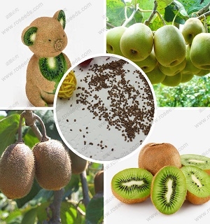 hạt giống Kiwi trồng chậu