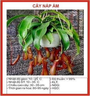 Hạt giống cây nắp ấm