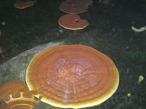 banh-keo-nhap-khau-tai-Ha-Noi-2