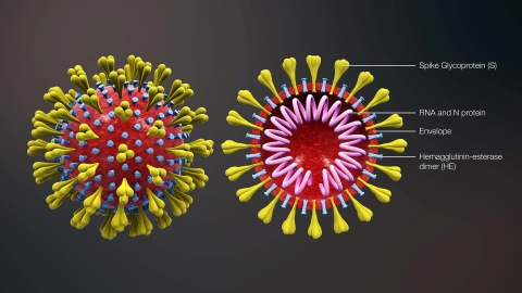 Tìm hiểu về virus Corona, bệnh dịch nguy hiểm đầu năm 2020.
