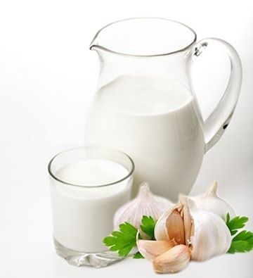 Sữa tỏi, món thuốc lạ phục hồi sức khỏe trong ngày hè